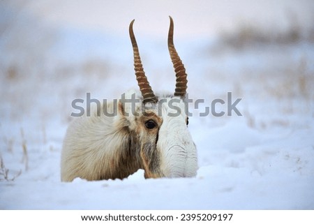 Saiga antelope male
Saiga antelope close-up.
The saiga antelope ( Saiga tatarica ) is a large herbivore of Central Asia, found in Kazakhstan, Mongolia, the Russian Federation.