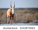 Saiga antelope or Saiga tatarica walks in steppe near waterhole in winter