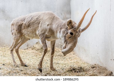 Saiga Antelope Yurek In Yashkul Nursery