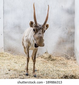 Saiga Antelope Yurek In Yashkul Nursery