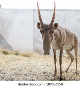 Saiga Antelope Yurek In Yashkul Nursery