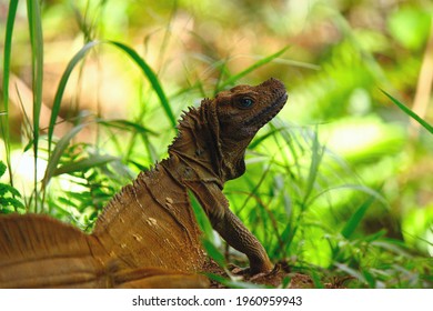 Sailfin Dragon Of Wallacea Region