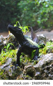 Sailfin Dragon Of Wallacea Region