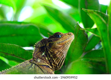 Sailfin Dragon Of Wallacea Region