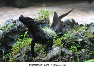 Sailfin Dragon Of Wallacea Region