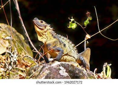 Sailfin Dragon Of Wallacea Region