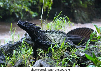 Sailfin Dragon Of Wallacea Region