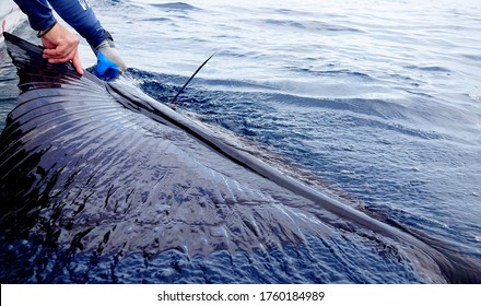 sailfish fishing, about to be released