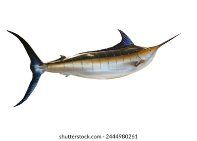 Sailfish. Isolated white. Marine. Sea. Ocean life. Marlin. Swordfish. Fish jumping. Exotic Fishing. Trophy Fish. Taxidermy. Taxidermized Fish. Marlin Fish Isolated on white. Room for text. Wild Caught - Powered by Shutterstock