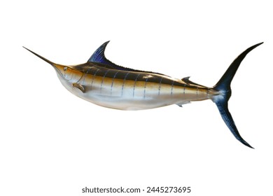 Sailfish. Isolated white. Marine. Sea. Ocean life. Marlin. Swordfish. Fish jumping. Exotic Fishing. Trophy Fish. Taxidermy. Taxidermized Fish. Marlin Fish Isolated on white. Room for text. Wild Caught - Powered by Shutterstock