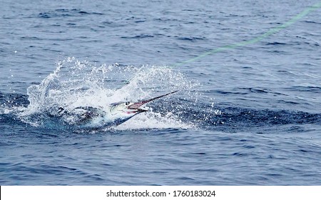 sailfish jumping, fishing in Costa Rica 