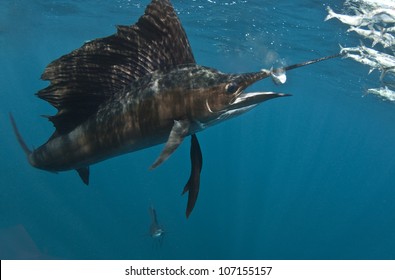 Sailfish On Bait Ball