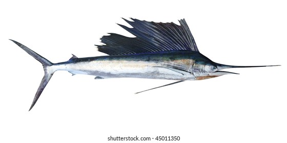 Sailfish Real Fish Isolated On White Marlin Billfish