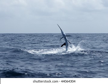 Sailfish Saltwater Sport Fishing Jumping