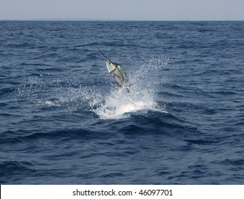 Sailfish Saltwater Sport Fishing Jumping