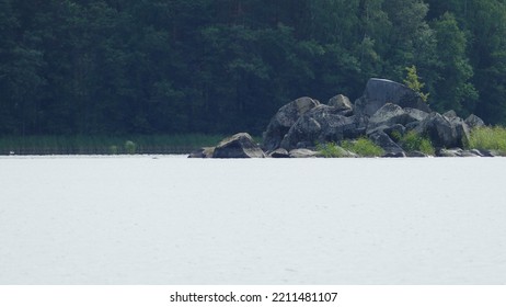 Saimaa Ringed Seal Pusa Hispida Saimensis Basking On A Rock On An Islet On Lake Saimaa In Savo Region Of SOuthern Finland In Summer Time