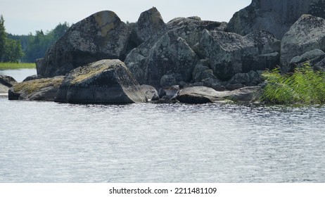 Saimaa Ringed Seal Pusa Hispida Saimensis Basking On A Rock On An Islet On Lake Saimaa In Savo Region Of SOuthern Finland In Summer Time