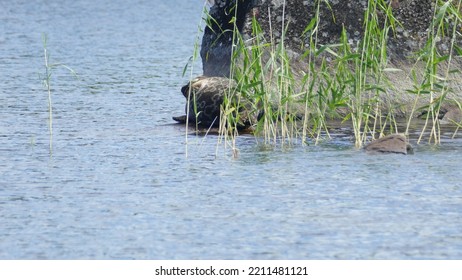 Saimaa Ringed Seal Pusa Hispida Saimensis Basking On A Rock On An Islet On Lake Saimaa In Savo Region Of SOuthern Finland In Summer Time