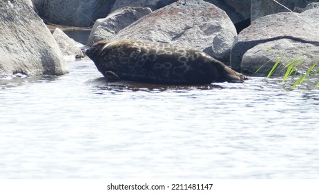 Saimaa Ringed Seal Pusa Hispida Saimensis Basking On A Rock On An Islet On Lake Saimaa In Savo Region Of SOuthern Finland In Summer Time