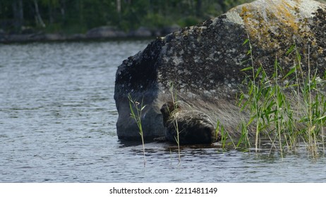 Saimaa Ringed Seal Pusa Hispida Saimensis Basking On A Rock On An Islet On Lake Saimaa In Savo Region Of SOuthern Finland In Summer Time