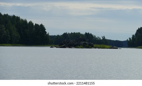 Saimaa Ringed Seal Pusa Hispida Saimensis Basking On A Rock On An Islet On Lake Saimaa In Savo Region Of SOuthern Finland In Summer Time