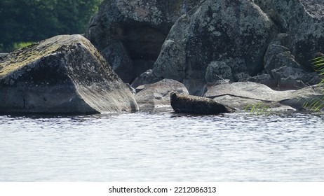 Saimaa Ringed Seal Pusa Hispida Saimensis Basking On A Rock On An Islet On Lake Saimaa In Savo Region Of SOuthern Finland In Summer Time