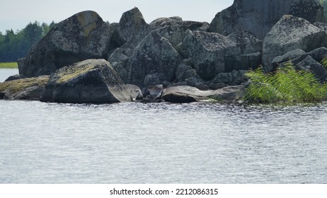 Saimaa Ringed Seal Pusa Hispida Saimensis Basking On A Rock On An Islet On Lake Saimaa In Savo Region Of SOuthern Finland In Summer Time