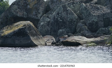 Saimaa Ringed Seal Pusa Hispida Saimensis Basking On A Rock On An Islet On Lake Saimaa In Savo Region Of SOuthern Finland In Summer Time