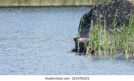 Saimaa Ringed Seal Pusa Hispida Saimensis Basking On A Rock On An Islet On Lake Saimaa In Savo Region Of SOuthern Finland In Summer Time