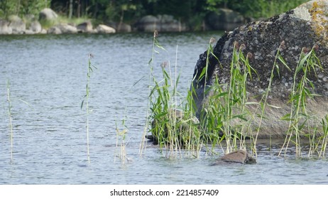 Saimaa Ringed Seal Pusa Hispida Saimensis Basking On A Rock On An Islet On Lake Saimaa In Savo Region Of SOuthern Finland In Summer Time