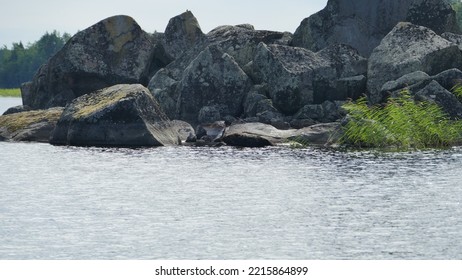 Saimaa Ringed Seal Pusa Hispida Saimensis Basking On A Rock On An Islet On Lake Saimaa In Savo Region Of SOuthern Finland In Summer Time