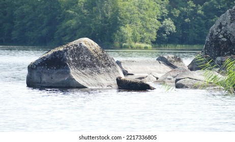 Saimaa Ringed Seal Pusa Hispida Saimensis Basking On A Rock On An Islet On Lake Saimaa In Savo Region Of SOuthern Finland In Summer Time