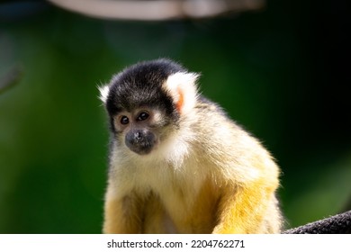 A Saimiri Monkey On A Blurry Background