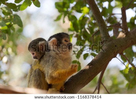 Saimiri, Squirrel monkey with offspring in the tree