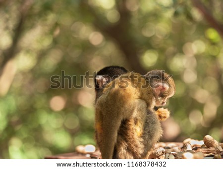 Saimiri, Squirrel monkey with offspring in the tree