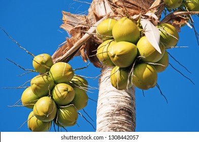 Saint Barthelemy (St Barth, St. Barths Or St. Barts), Caribbean Sea, French West Indies, Greater Antilles: Green Coconuts On A Coconut Tree In The Colombier Neighborhood, Northwest Of The Island