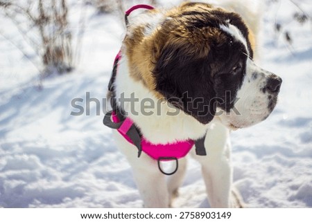 saint bernard Adele 8 months 