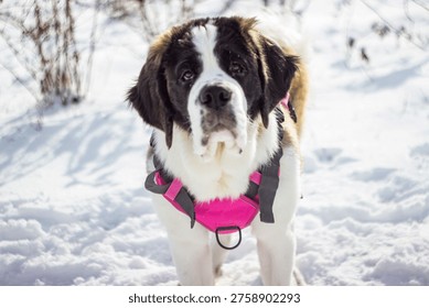 saint bernard Adele 9 months 