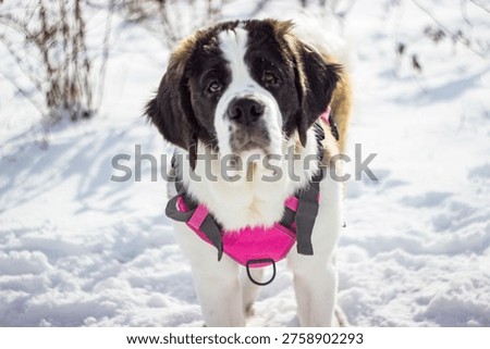 saint bernard Adele 9 months 