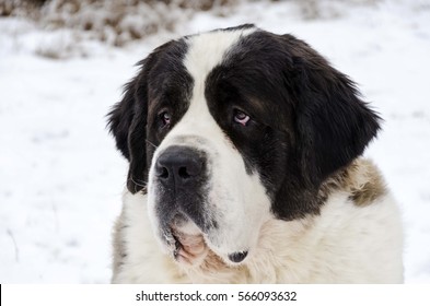 Saint Bernard Dog