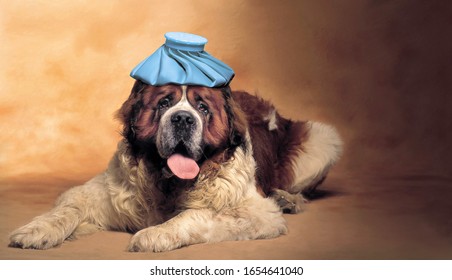 Saint Bernard Dog With Ice Pack On His Head