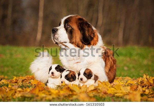 秋に子犬を連れたセントバーナード犬 の写真素材 今すぐ編集
