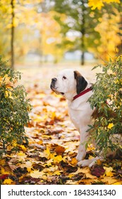 Saint Bernard Dog Is Sitting On Maple Leaves In Autumn Park. Side View