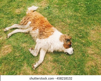 A Saint Bernard Dog Sleeping On Grass, View From Top