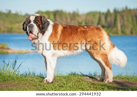 Similar – Image, Stock Photo St Bernard dog standing in lake