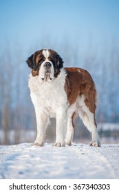 Saint Bernard Dog In Winter