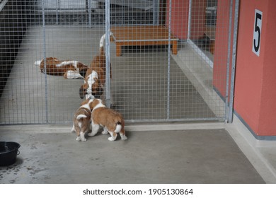 Saint Bernard dogs and puppies in the kennel separated by the metal wall. Barry Foundation of the Grand-St-Bernard, Martigny, Switzerland. Space for copy.