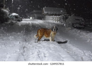 Saint Bernard On The Street Covered By Snow