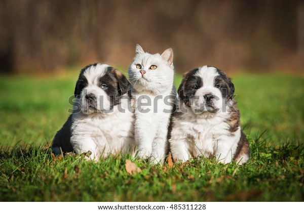 Saint Bernard Puppies British Shorthair Cat Stock Photo Edit Now