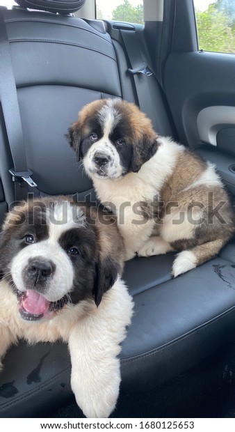 Saint Bernard puppies in a\
car seat